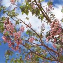 오동나무 이미지