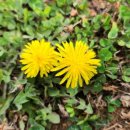 꽃민들레 이미지