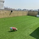 제제네 멍치원 이미지