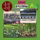 연봉공간장식 | [홍천 가볼만한곳] 수타사 공작산생태숲