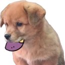 팔당왕족발 이미지