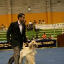 퍼피프린스 이미지