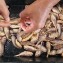 6월18일.삼치,민어,활광어,활참돔,굴비,병어,덕자,먹갈치,눈뽈,어름돔,농어,잡어,황석어,냉문어,암치홍어,통치,딱돔,황가오리,간제미,참 이미지