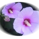 동방의빛 이미지