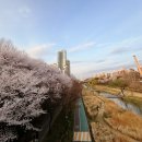 4월 문화가 있는 날 크로키키 브라더스 | 양재천 벚꽃축제 2026