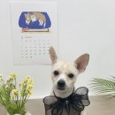 댕데이지 이미지