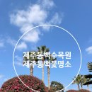 꽃피는 담석정 | 제주동백꽃명소 제주동백수목원 1월 초 개화상태 이쁨