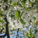 체리의향기 이미지