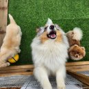 돼지보러오면돼지 이미지