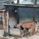 서울 어린이 대공원 동물원 방문 후기 가족 나들이 추천 주차장 유모차 대여소 정보 有