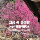 사색의길(종학당) | 논산 딸기축제장 근처 가볼만한곳 종학당 홍매화 명소 개화상황
