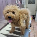 댕댕이 이쁘개 이미지