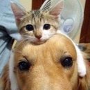 개와 고양이 이미지