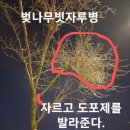 벚나무빗자루병 이미지