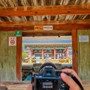 교동향교 | 매화향 가득한 경남 밀양 가볼만한곳 밀양향교