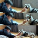 리본펫 | 애견동반 가능 호텔 '소노캄 고양' 소노펫 내돈내산 다녀온 후기