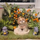 왈왈애견 | 🌿부산 시청역 애견카페 추천｜100평대 규모 ‘왈왈랜드’ 방문 후기