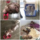 [가족의 발견(犬)]애견미용실에 버리고간 강아지들…그리고 &#39;말랑이&#39; 이미지