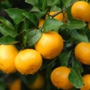 큰산유통 이미지