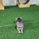 애니멀필드2 이미지