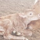 다산목장 이미지