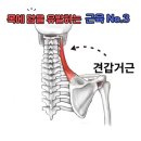 헬스 스타짐 이미지