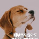 행복한강아지 이미지