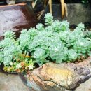 석전동315 이미지