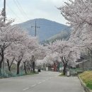 예산 옥계저수지에 펼쳐진 벚꽃길 이미지