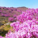 2024.04.28일 대구 비슬산 진달래 꽃 산행 이미지