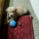 하늘아래 첫동네 꿩밭 이미지