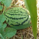 지당목장 이미지