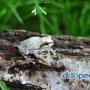 청개구리 이미지