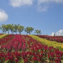 섬 맨드라미 축제 이미지