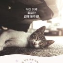 낭만고양이(운정점) 네이버블로그
