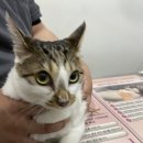 텐시헤어