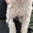진영동물병원 이미지
