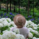2026 보성 윤제림 수국 실시간 개화 현황｜편백숲 수국정원 [보성 가볼만한곳]