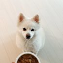 굿싸이언스 | 강아지습식사료 힐스 어덜트7+ 스몰앤미니 스튜 기호성 굿