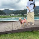쿠키피시카페 티스토리