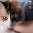 나라동물병원 이미지