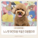 노노펫 | 파주 운정애견미용 노노펫 푸들 위생미용후 확 달라졌어요.
