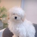 몽톡 이미지