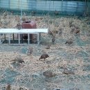 박진수농장 이미지