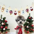 뽀프퍼피 이미지