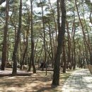 회동솔향캠핑장 이미지