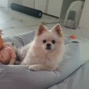 베베몽 | 대구 애견 미용 달서구 미용 잘하는 곳 베베몽