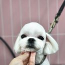 애견미용실 바비펫 이미지