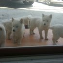 진도개천국 이미지