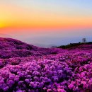 가산골삼거리 | 황매산 철쭉축제, 개화시기, 등산코스, 주차장, 먹거리, 식당, 관광지 등 상세 안내(2023년)